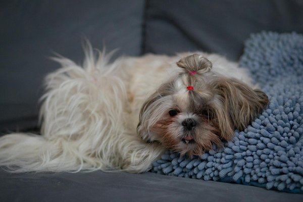 Essential Teething Toys for Your Labrador Retriever Puppy: A Complete Guide