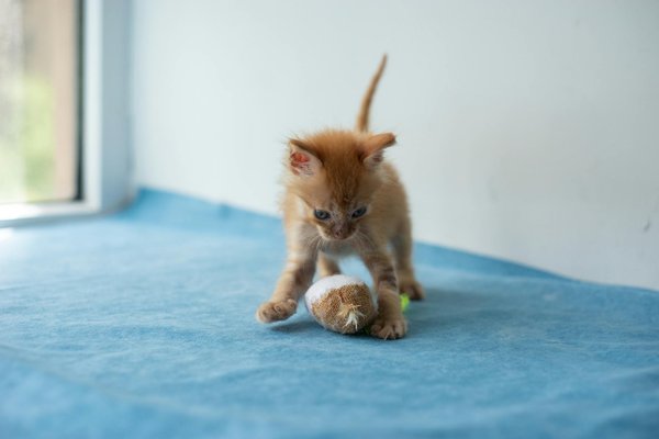 Crafting a Flourishing Biotope Aquarium for Native British Freshwater Species: A Step-by-Step Guide
